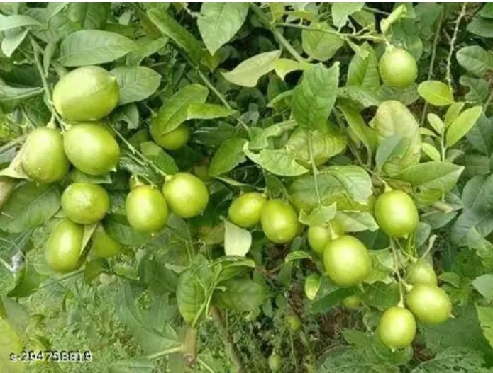 All Time Lemon Plant